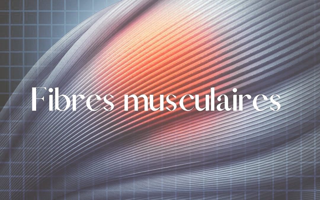 Infos ℹ️ 𝑭𝒊𝒃𝒓𝒆𝒔 𝒎𝒖𝒔𝒄𝒖𝒍𝒂𝒊𝒓…