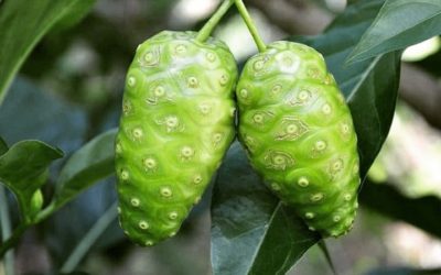 TᗴᗰOIGᑎᗩGᗴ de Anne Charlott…