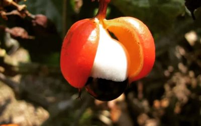 ➣ Parlons du Guarana ⤵️
𝑳…