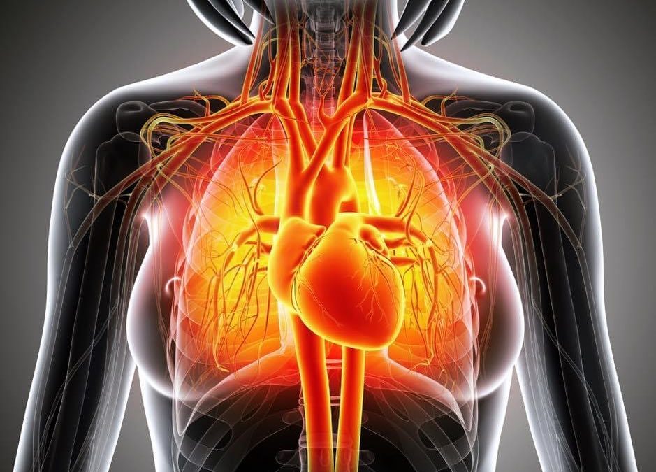 Les aliments cardiovasculai…