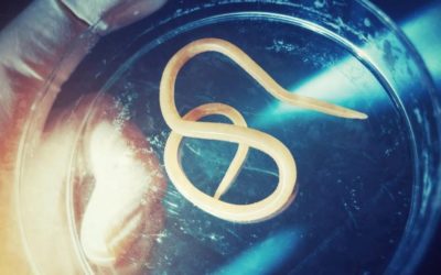 Pourquoi privilégier un vermifuge naturel plutôt qu’un vermifuge médicamenteux ?