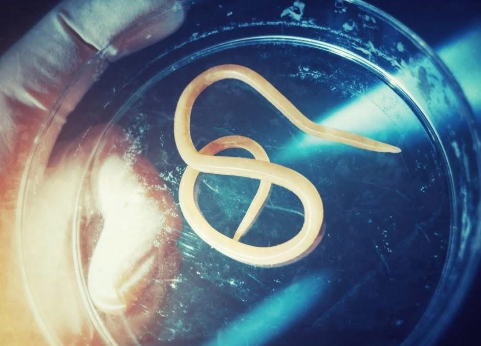 Pourquoi privilégier un vermifuge naturel plutôt qu’un vermifuge médicamenteux ?